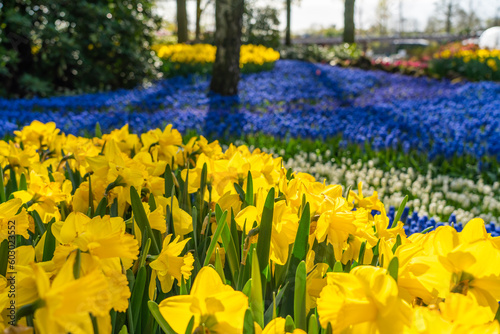 Fototapeta Naklejka Na Ścianę i Meble -  Beautiful blooming yellow daffodil, background colorful blue flowers, selected focus