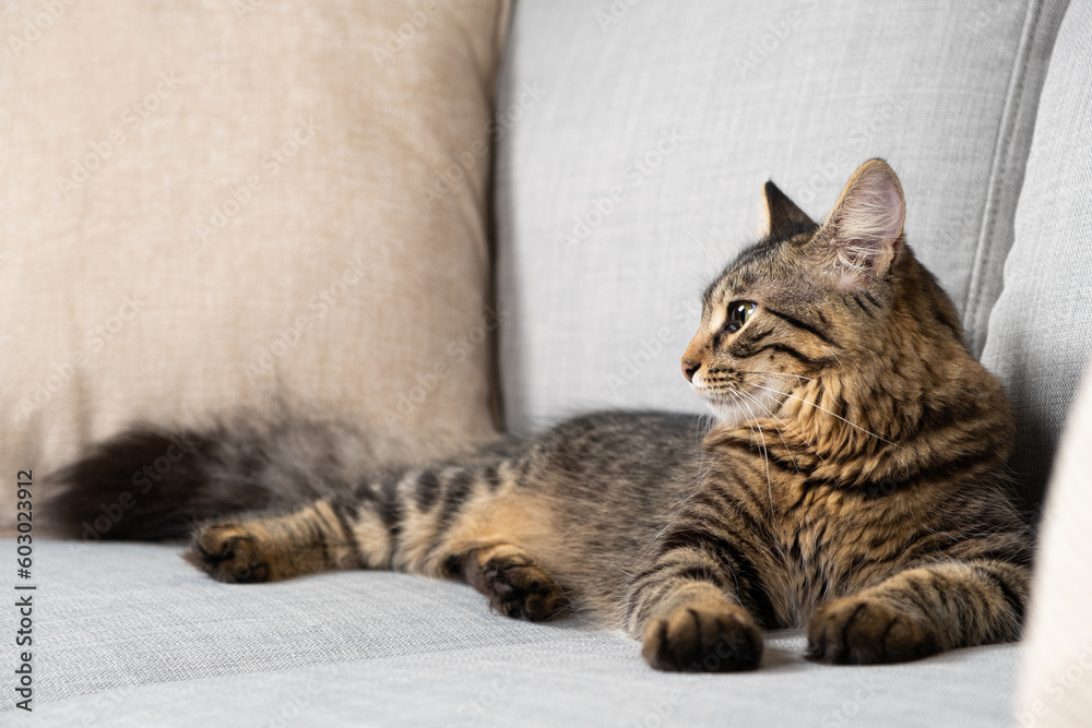 One-year-old tabby cat with a fluffy tail lying on a gray sofa.