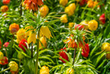 Yellow flowering fritillaria imperialis and colorful beautiful blooming tulip in background in Netherland