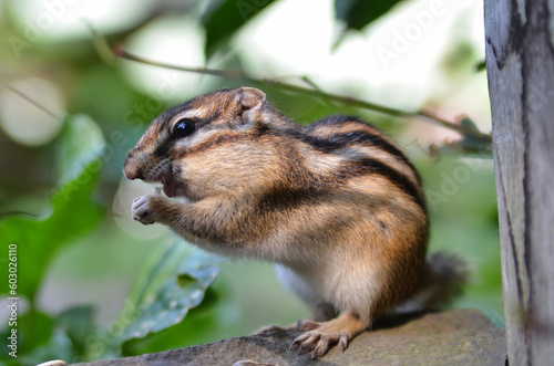 シマリス