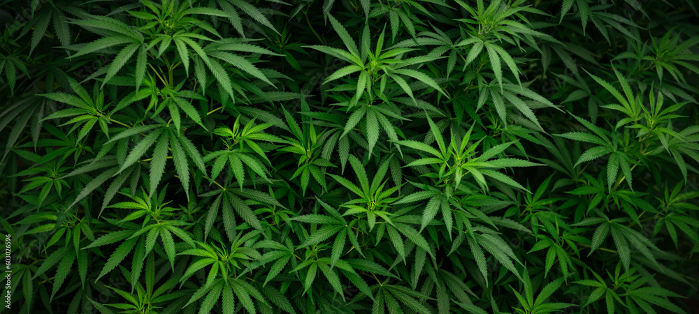 Marijuana leaf wallpaper Marijuana leaf wallpaper