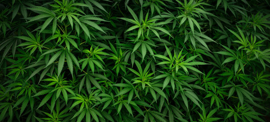 Marijuana leaf wallpaper