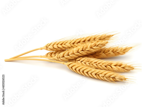  Set of wheat spikelets, grains, sheaves of wheat isolated on white background