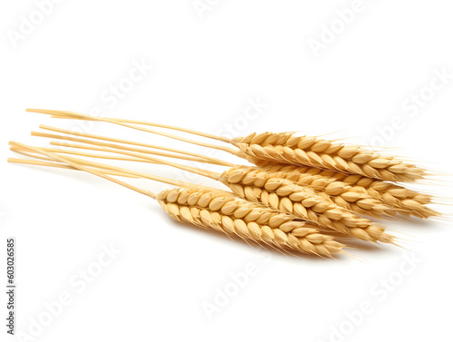  Set of wheat spikelets, grains, sheaves of wheat isolated on white background