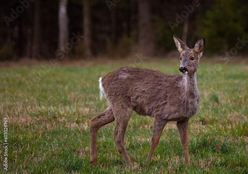 Deer on a field © Helena Johansson
