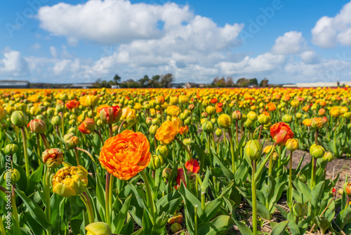 Panorama landscape of colorful yellow red blooming tulip field in Lisse Holland Netherlands