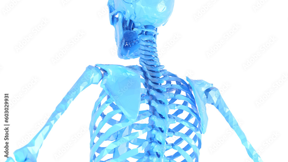 3d medical illustration of a man's thoracic spine. low poly style Stock ...