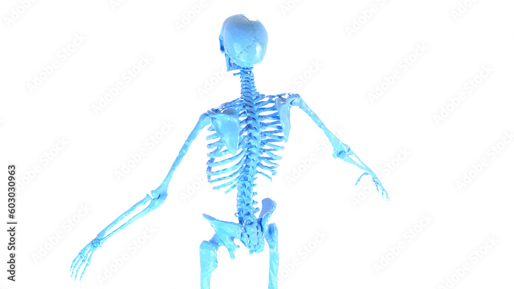 3d medical illustration of a man's skeletal system. low poly style