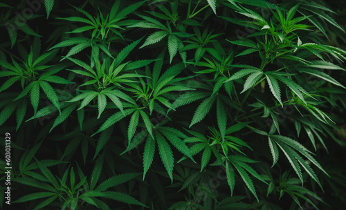 marijuana plant green leaves