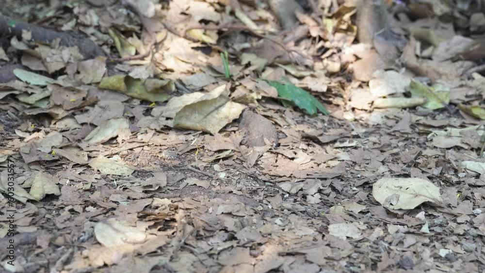 image of fallen leaves on the ground - autumn background image of fallen leaves on the ground - autumn background