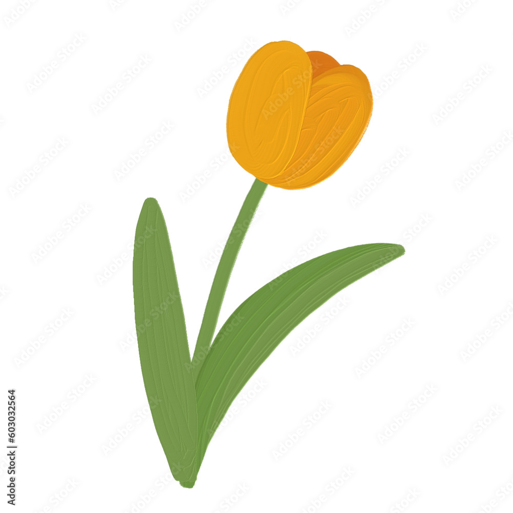 Yellow tulip isolated on white