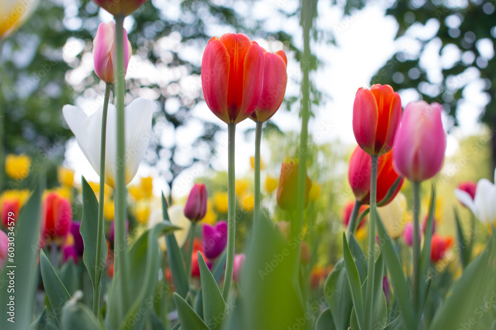 blooming tulips in a flower bed. Colorful flowers in the park
