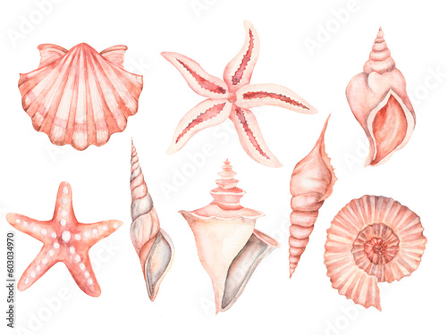 large set of pink seashells on an isolated white background, hand-painted, shells, mollusk, starfish, ammonite