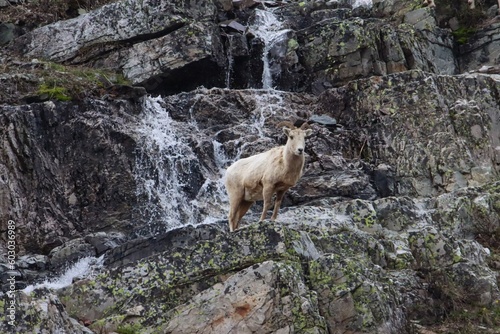 Bighorn sheep ewe © Stacey