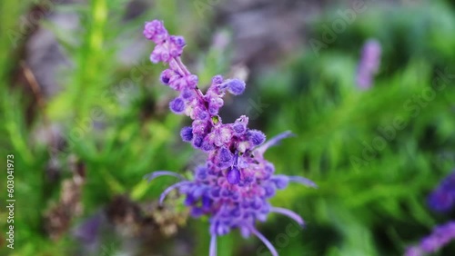 Purple Woolly Bluecurls Flowers Moving Gently In Breeze With Green Plant Background
 photo