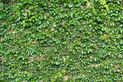 Greenery climbing plant growing on antique brick wall. Old brown brick wall covered with climbing plants.