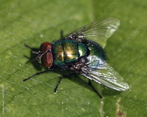 Macro of a shiny metallic blue green blow fly resting on a green leaf. Long Island, New York, USA
