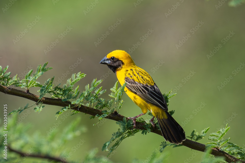 Asian golden weaver perched on branch.One beautiful yellow bird near rice fields.Natural wildlife fly animal concept.