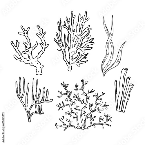 Coral .Hand drawn illustration of corals and algae, underwater sea and ocean plants. Graphic drawing in  sketch style. Design element. Line art. For card, print, poster, logo, t-shirt printing. 