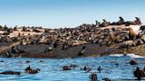 Cape Fur Seals basking in the sun on a large rock with the ocean and kelp in the foreground