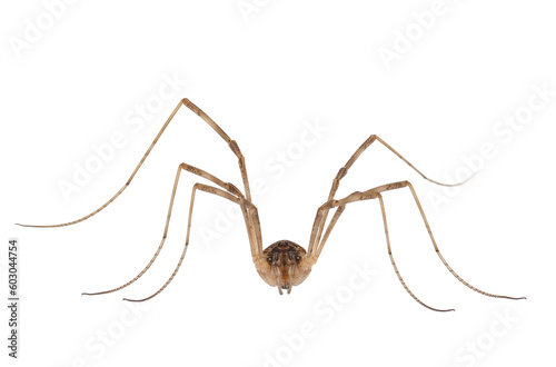 Saddleback harvestman isolated on white background, Mitopus morio