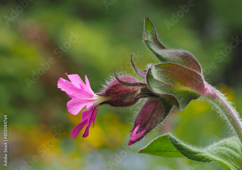 Rote Lichtnelke  Silene Dioica