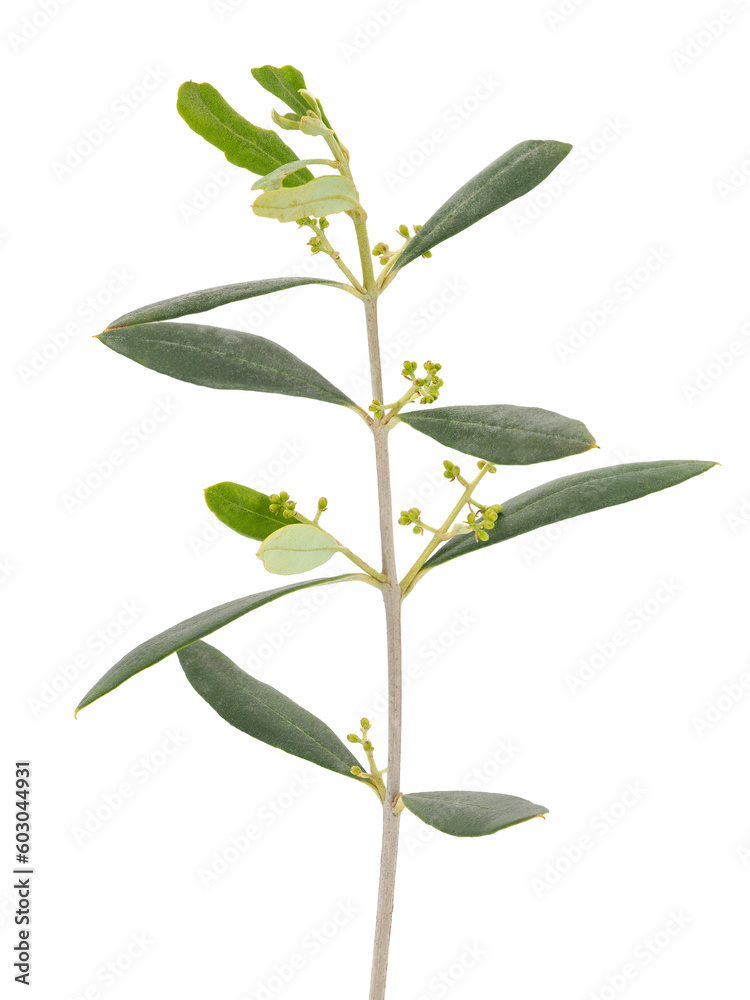 Olive tree branch isolated on white background, Olea europaea