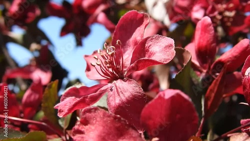 red flowers of a fruit tree under wind