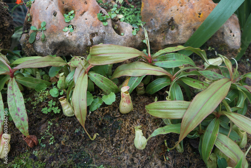 Fresh Nepenthes bicalcarata leaf evolved into a trap. Carnivorous plant. Insect-catch plant. photo