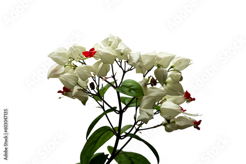 Bleeding heart glory bower flower in bloom in a combination of red and white ivory photo