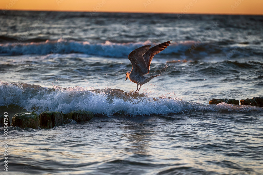 Ptak morski siedzi nad wodą w blasku słońca, widok.  - obrazy, fototapety, plakaty 