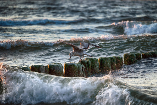 Ptak morski siedzi nad wodą w blasku słońca, widok. 