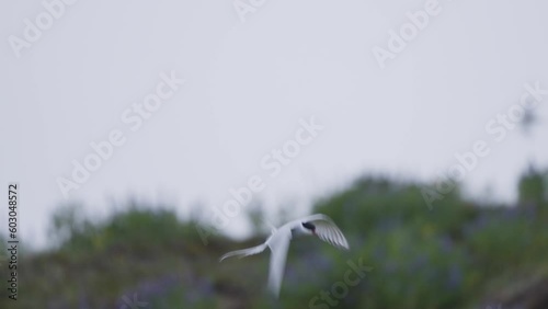 Slow motion of arctic tern in flight