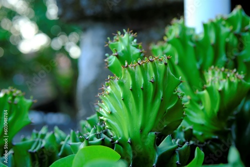 Euphorbia lactea cactus in the garden. Succulent with sharp thons. Kaktus laktea