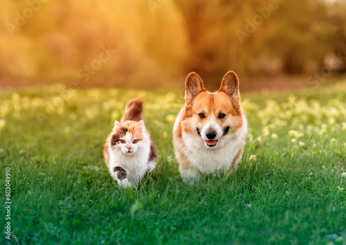 fluffy friends cat and dog corgi run through a sunny meadow on the grass on a spring day