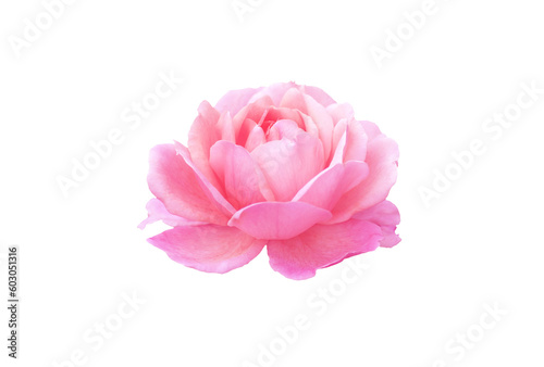 Fototapeta Naklejka Na Ścianę i Meble -  Single rose flower in pastel pink, isolated, png format.
