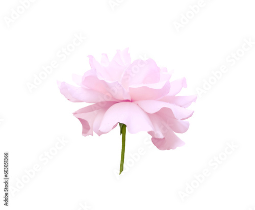 Single rose flower in pastel pink, isolated, png format.