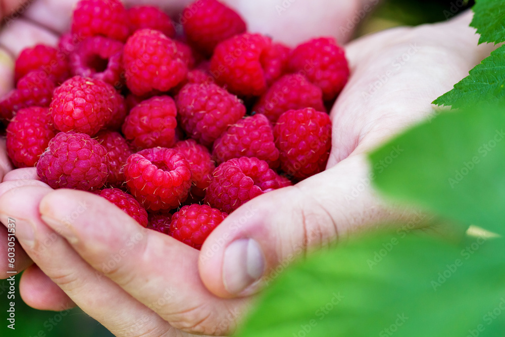 Close-up view of fresh raspberries in male hands in the garden Close-up view of fresh raspberries in male hands in the garden