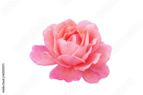 Single rose flower in pastel pink, isolated, png format.