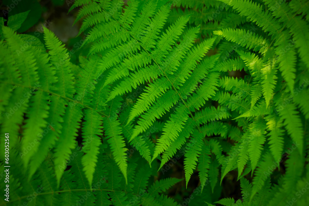 Fototapeta premium Fern green swirl. Natural textured backgrounds. Wild forest.