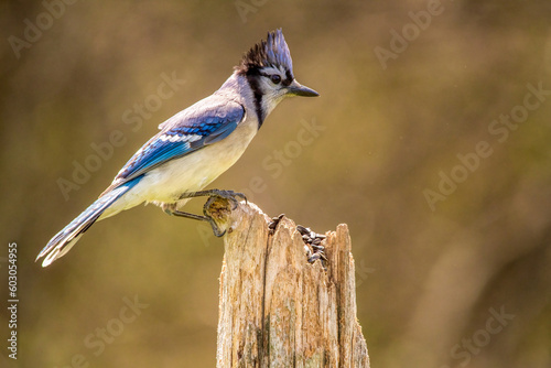 Obraz na płótnie blue jay perched on a fence post