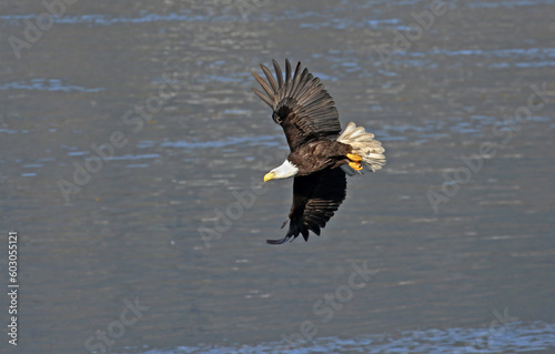 Bald Eagle Gliding over the Ocean Surface. Alaska, USA. Morning light photo