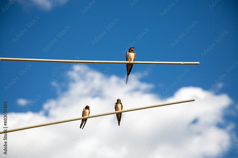 Three barn swallow perched on an old tv antenna in summer Three barn swallow perched on an old tv antenna in summer