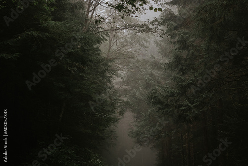 Foggy westcoast forest  photo
