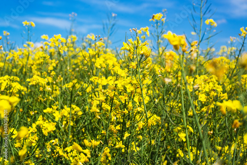 Yellow canola rapeseed flowers in field with sky and clouds in background