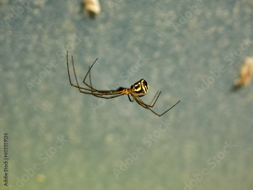 Neriene radiata (Filmy Dome Spider) found constructing a web in a polytunnel
 photo