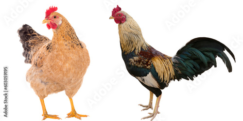 Fotografiet Chicken couple isolated on white background