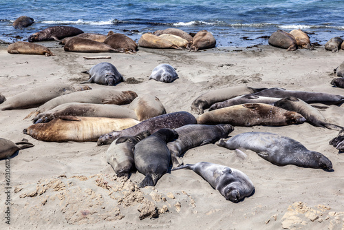 Sealions at the beach