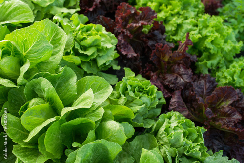 farm leaf lettuce garden field background