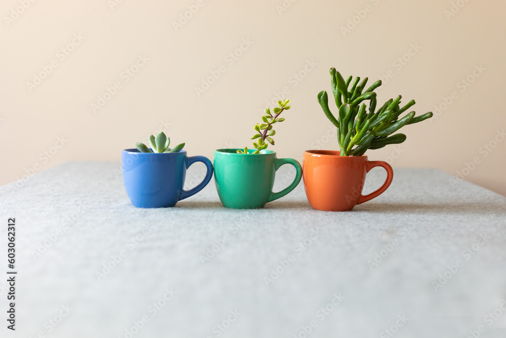 different succulents in cups different succulents in cups